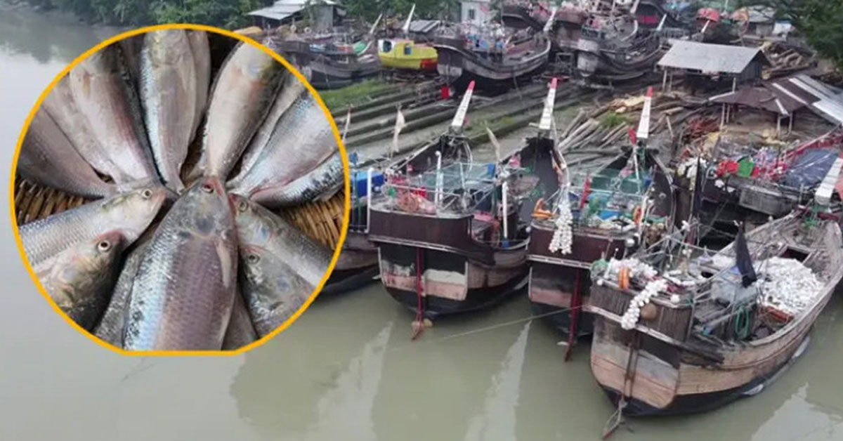 ইলিশ শিকারে জেলেদের নানা নিষেধাজ্ঞা, কিন্তু কিস্তির চাপ বহাল