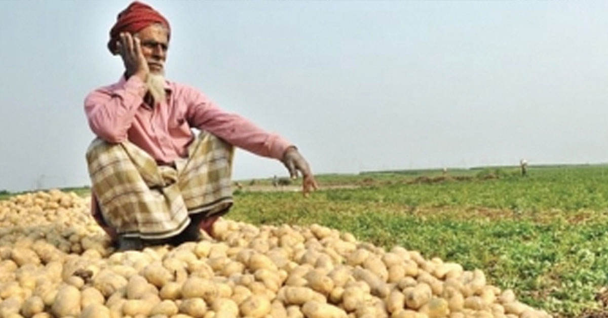 দাদন প্রথার কারণে বাড়ছে আলুর দাম