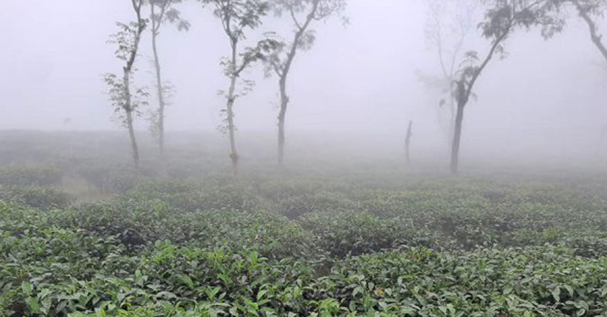 দেশের সর্বনিম্ন তাপমাত্রা শ্রীমঙ্গলে, শীত বাড়ার আভাস