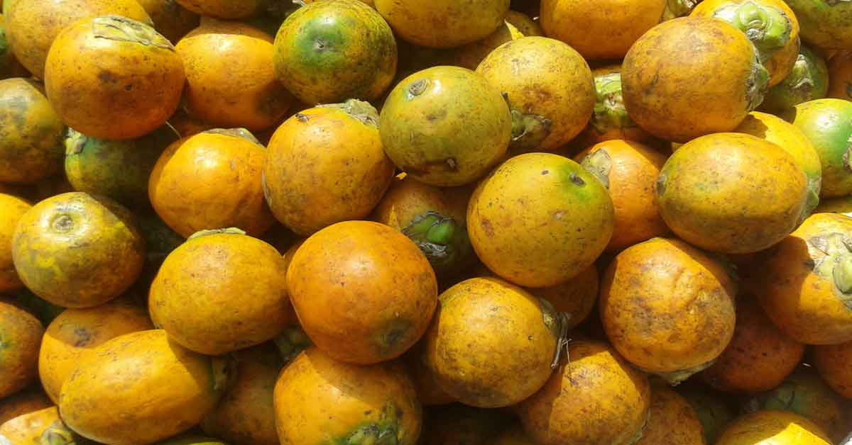 সুপারির ভরা ফলনে হাসি কৃষকের মুখে