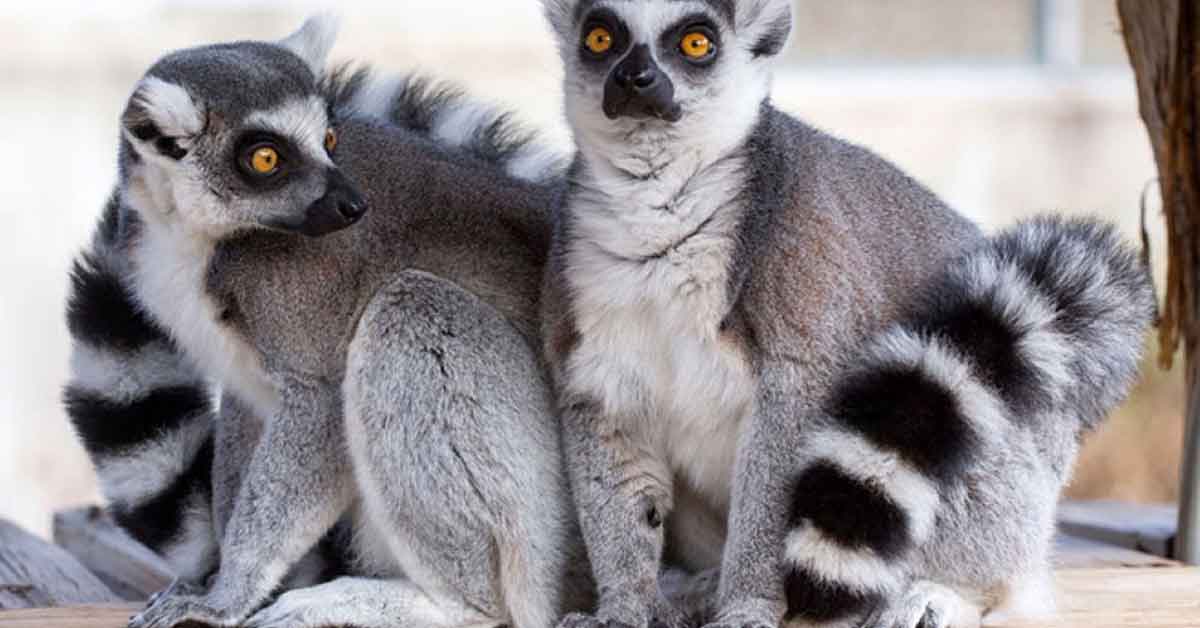 চুরি হচ্ছে বিরল প্রাণী, পাচার হচ্ছে প্রতিবেশী দেশে