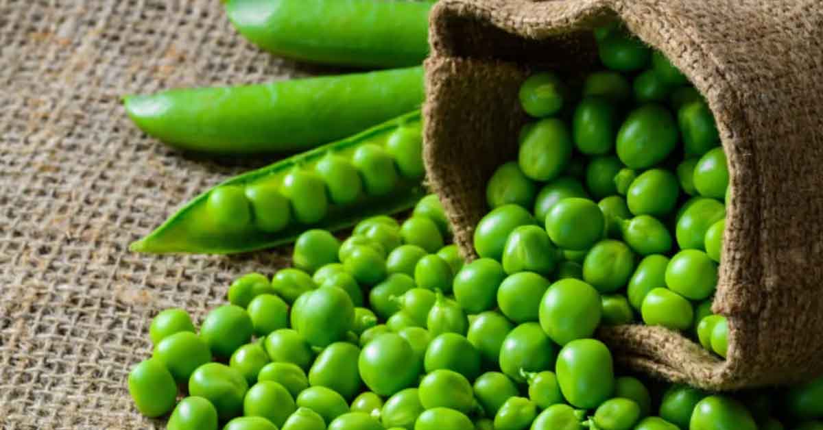 মটরশুঁটি কেনার সময় ঠকবেন না—যেভাবে চিনবেন টাটকা কড়াইশুঁটি