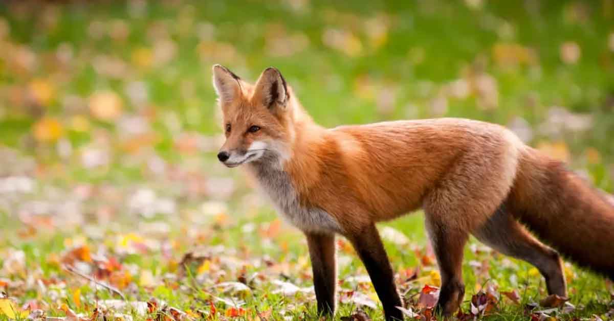 বাড়ির উঠান থেকে শিশুকে টেনে নিয়ে গেল শিয়াল, কিশোরগঞ্জে শিয়ালের কামড়ে শিশুর মৃত্যু