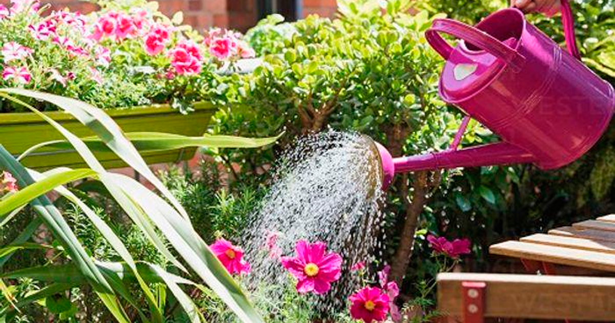 গরমের দিনে বাগানের যত্ন ও পরিচর্যার কার্যকর উপায়